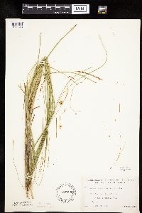 Carex oligosperma image