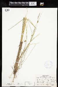 Carex oligosperma image