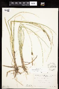 Carex oligosperma image