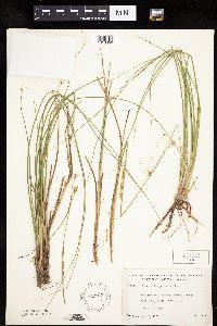 Carex oligosperma image