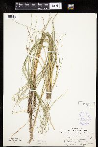 Carex oligosperma image