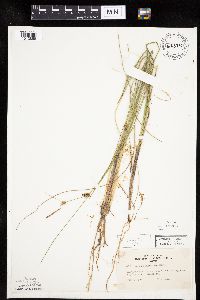 Carex oligosperma image