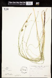 Carex oligosperma image