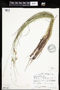 Carex oligosperma image