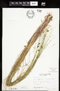 Carex oligosperma image