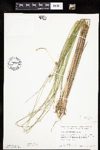 Carex oligosperma image