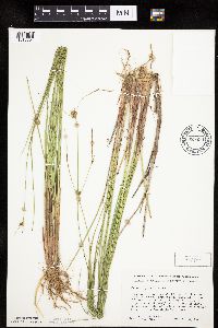 Carex oligosperma image