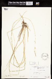Carex oligosperma image