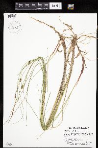 Carex oligosperma image
