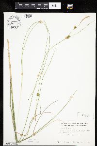 Carex oligosperma image