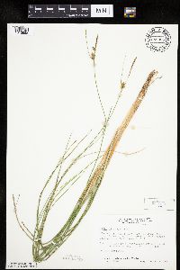 Carex oligosperma image