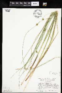 Carex oligosperma image