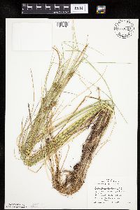 Carex oligosperma image