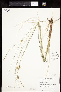 Carex oligosperma image