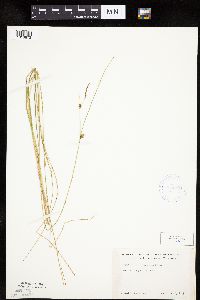 Carex oligosperma image