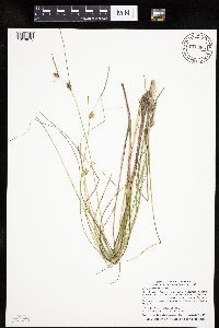 Carex oligosperma image