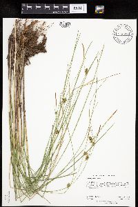 Carex oligosperma image
