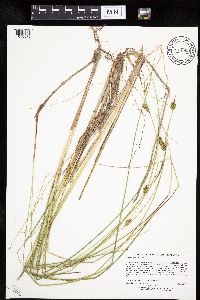 Carex oligosperma image