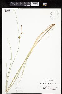 Carex oligosperma image