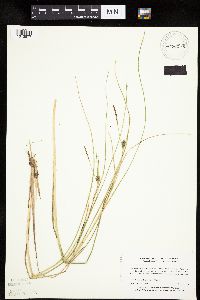 Carex oligosperma image
