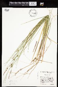 Carex oligosperma image