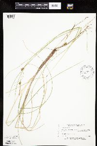 Carex oligosperma image