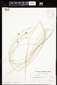 Carex oligosperma image