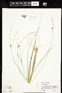 Carex oligosperma image