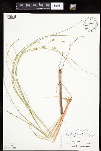 Carex oligosperma image