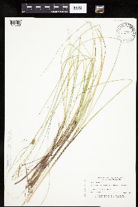 Carex oligosperma image