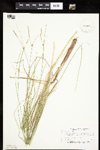 Carex oligosperma image