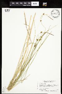 Carex oligosperma image