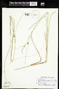 Carex oligosperma image
