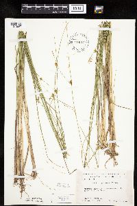 Carex oligosperma image