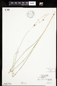 Carex oligosperma image