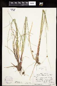 Carex oligosperma image