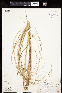 Carex oligosperma image