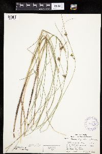 Carex oligosperma image