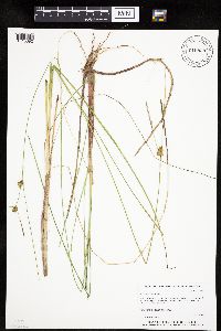Carex oligosperma image