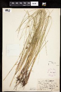 Carex oligosperma image