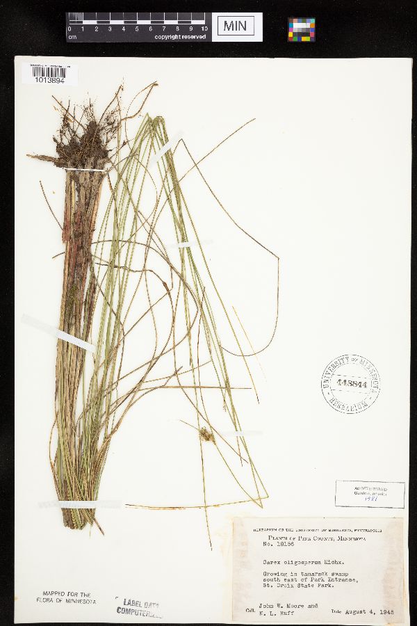 Carex oligosperma image