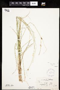 Carex oligosperma image