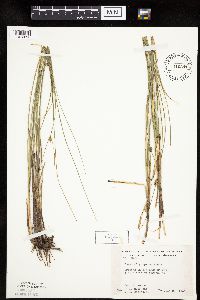 Carex oligosperma image