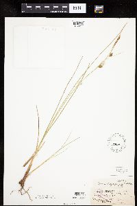 Carex oligosperma image