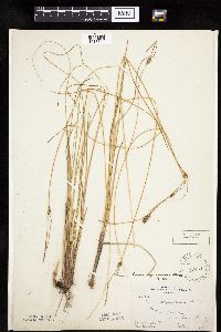 Carex oligosperma image