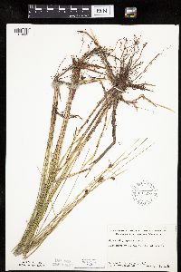 Carex oligosperma image