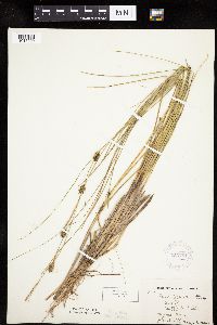 Carex oligosperma image
