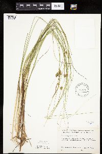Carex oligosperma image