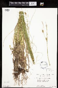 Carex oligosperma image