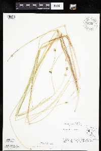 Carex oligosperma image
